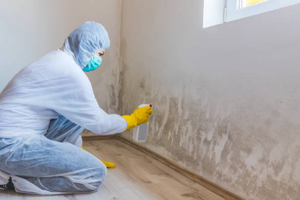 Licensed Mold Inspection And Testing service in San Antonio, FL - 24 Hour Mold Removal